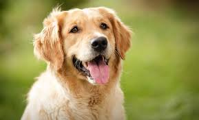 Dog 2